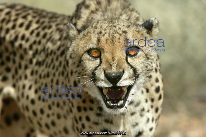 : Cheetah - snarling : Cheetah - snarling