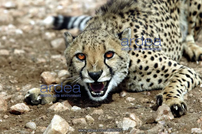 : Cheetah - snarling : Cheetah - snarling