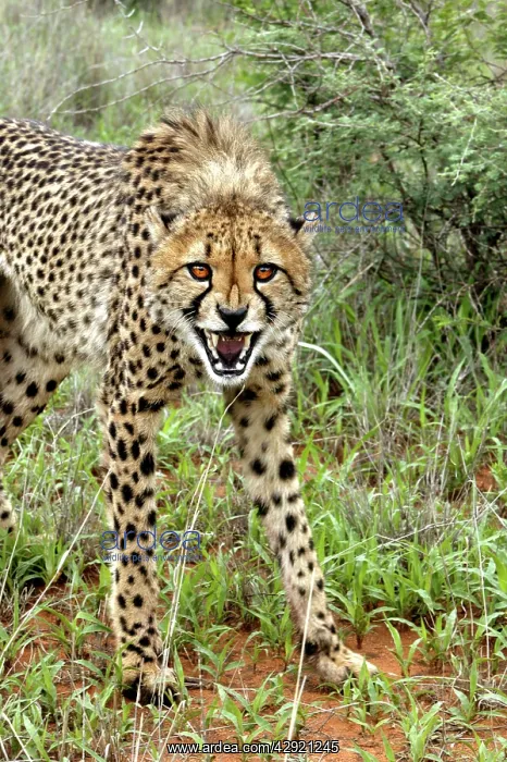 : Cheetah - snarling : Cheetah - snarling