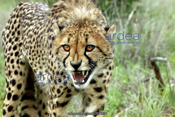 : Cheetah - snarling : Cheetah - snarling