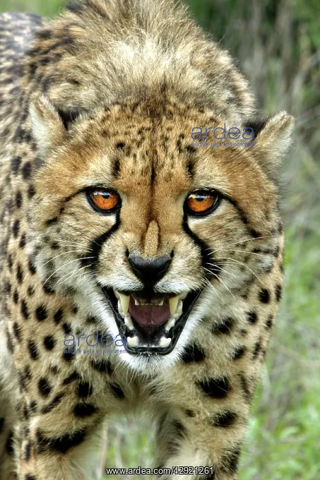 : Cheetah - snarling : Cheetah - snarling