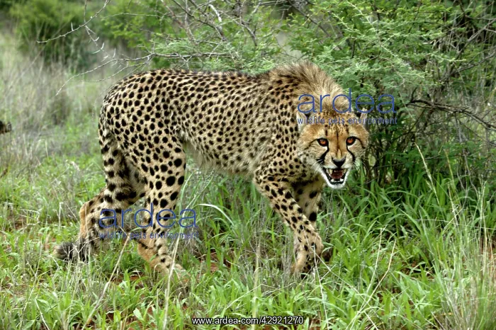 : Cheetah - snarling : Cheetah - snarling