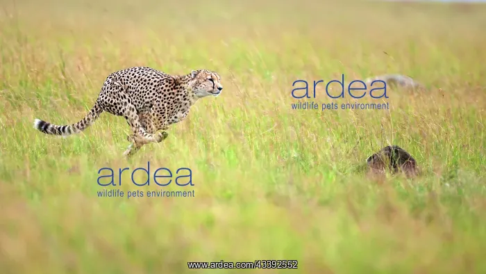 : Cheetah sprinting to hunt a gazelle in Masai Mara : Cheetah sprinting to hunt a gazelle in Masai Mara