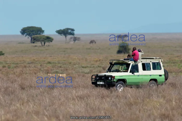 : Cheetah - stalking Common Wildebeest (Connochaetes : Cheetah - stalking Common Wildebeest (Connochaetes