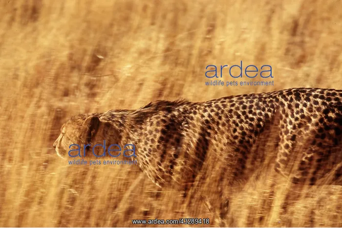  : CHEETAH - stalking in long grass