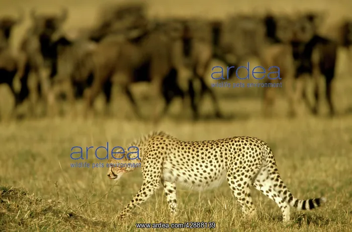  : Cheetah - in stalking posture - Wildebeest herd behind