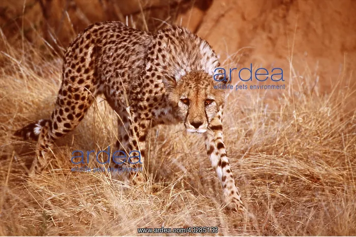 : CHEETAH - stalks through long grass : CHEETAH - stalks through long grass