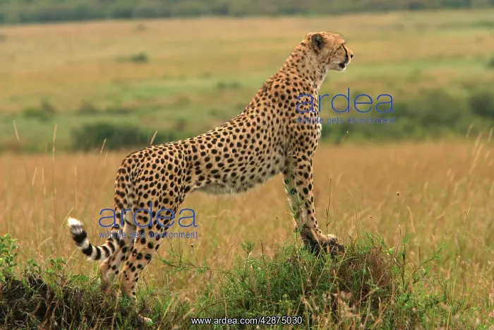 : Cheetah - standing : Cheetah - standing