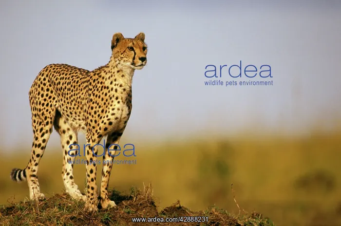  : Cheetah - standing on old termite mound as vantage point