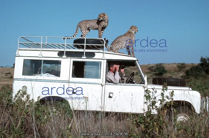 : Two cheetah standing on roof of Landrover : Two cheetah standing on roof of Landrover