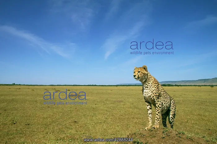  : Cheetah - standing on vantage point