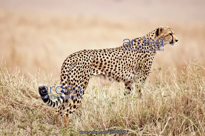 : Cheetah - standing watching for prey : Cheetah - standing watching for prey