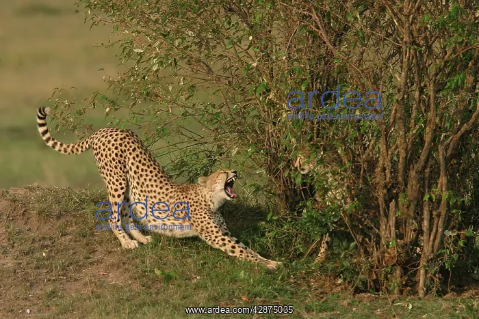 : Cheetah - stretching : Cheetah - stretching