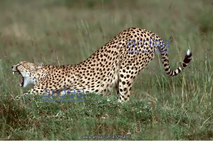  : CHEETAH - stretching and yawning