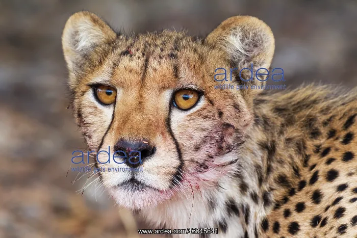 : Cheetah. Subadult female. Has been feeding on a : Cheetah. Subadult female. Has been feeding on a