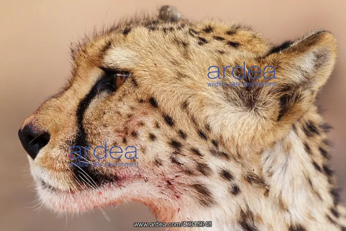  : Cheetah. Subadult female. Has been feeding on a