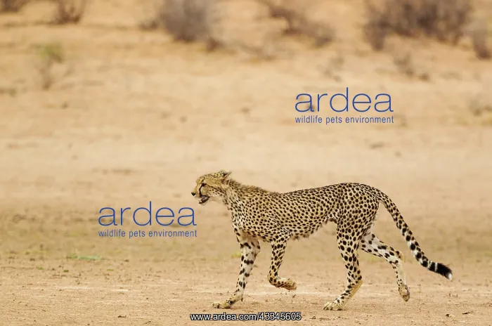 : Cheetah. Subadult male. Roaming in the dry and barren : Cheetah. Subadult male. Roaming in the dry and barren
