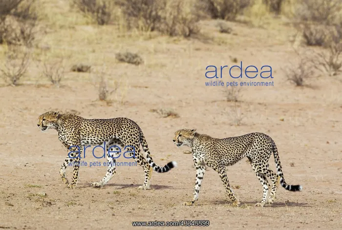 : Cheetah. Two subadult males. Roaming in the dry : Cheetah. Two subadult males. Roaming in the dry