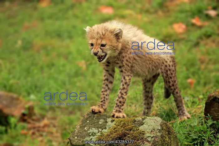 : Cheetah, Sudan Cheetah, (Acinonyx jubatus soemmeringii) : Cheetah, Sudan Cheetah, (Acinonyx jubatus soemmeringii)