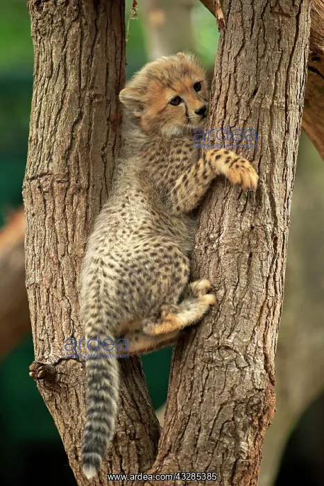 : Cheetah, Sudan Cheetah, (Acinonyx jubatus soemmeringii) : Cheetah, Sudan Cheetah, (Acinonyx jubatus soemmeringii)