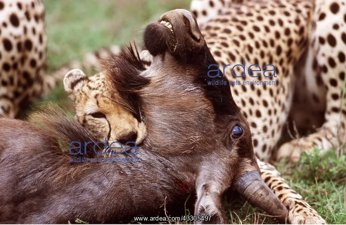  : Cheetah suffocating Wildebeest  /  Gnu