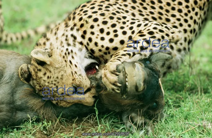  : CHEETAH - suffocating Wildebeest  /  Gnu prey