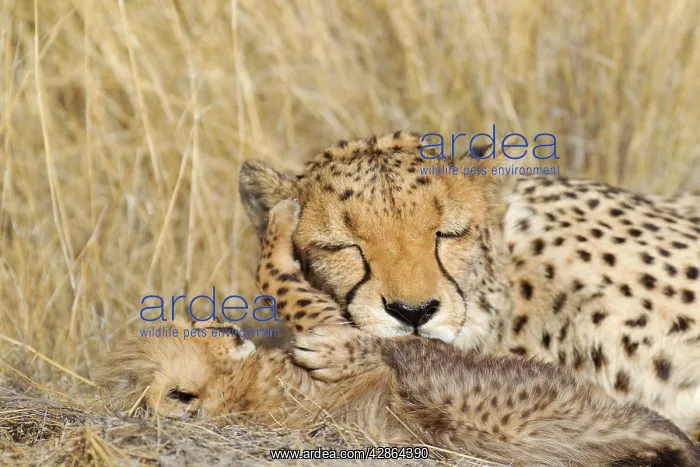 : Cheetah - tender moment between a tired female : Cheetah - tender moment between a tired female