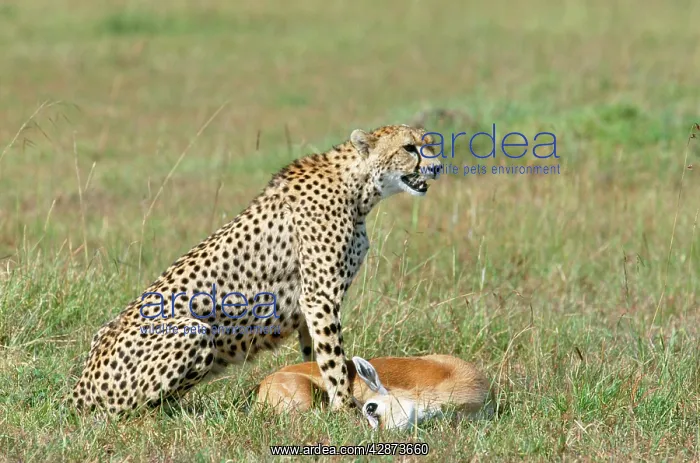 : Cheetah - With Thomson's Gazelle