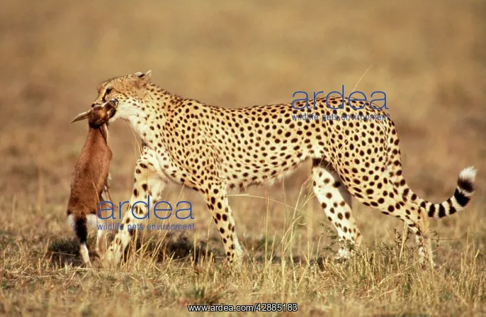  : Cheetah - with Thomson's Gazelle