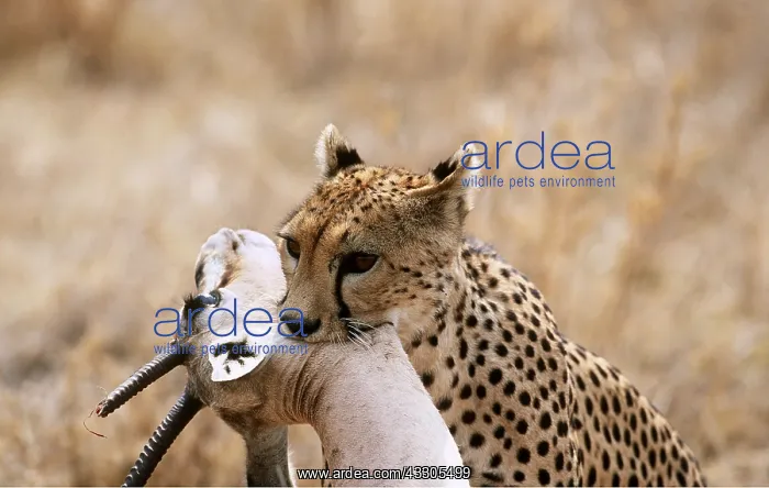  : Cheetah & Thomson's Gazelle Kill - throat holding kill