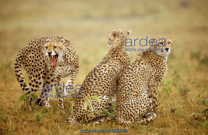 : Cheetah - three, one being aggressive