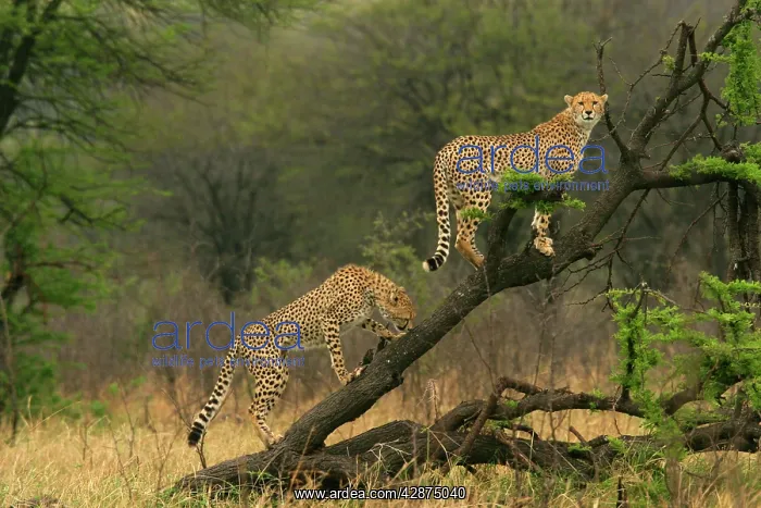 : Cheetah - two in tree : Cheetah - two in tree