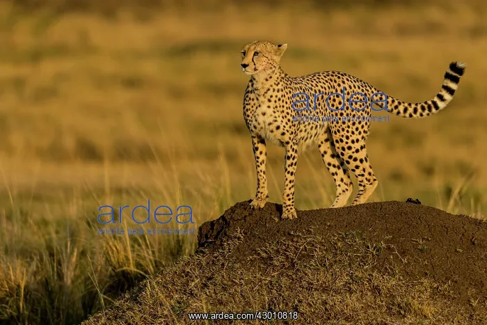 : Cheetah using Ant hill as vantage point to scan : Cheetah using Ant hill as vantage point to scan