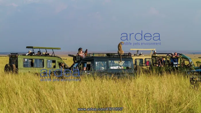 : Cheetah using tourist vehicle as vantage point to : Cheetah using tourist vehicle as vantage point to