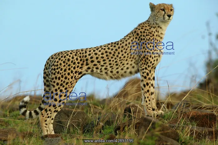 : Cheetah - side view : Cheetah - side view