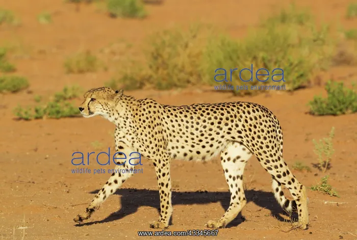 : Cheetah. Walking male. Kalahari Desert, Kgalagadi : Cheetah. Walking male. Kalahari Desert, Kgalagadi