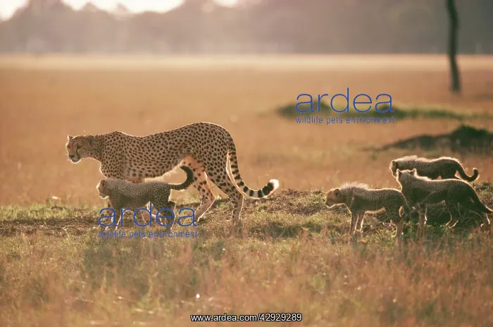 : CHEETAH - walking with four young cubs : CHEETAH - walking with four young cubs