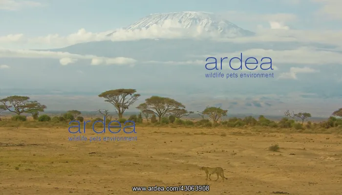 : A Cheetah wanders the plains of Amboseli : A Cheetah wanders the plains of Amboseli