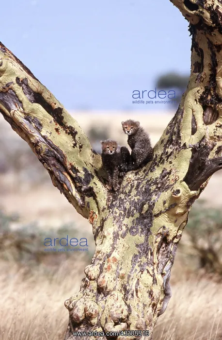  : CHEETAH - x two cubs in Fever Tree