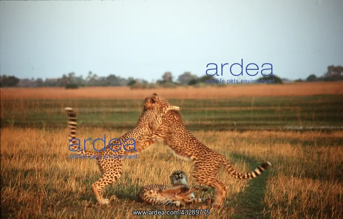 : CHEETAH - x two fighting : CHEETAH - x two fighting