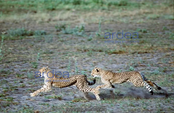 : CHEETAH - x two, chasing each other : CHEETAH - x two, chasing each other