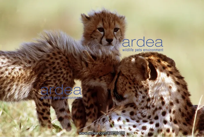 : CHEETAH - and young