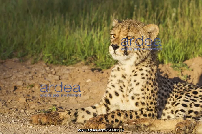 : Cheetah - young male - resting in the early morning : Cheetah - young male - resting in the early morning