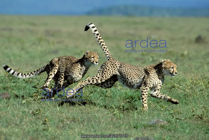  : Cheetah - young playing