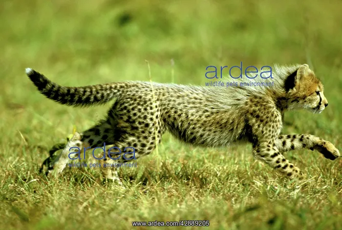  : Cheetah - young running
