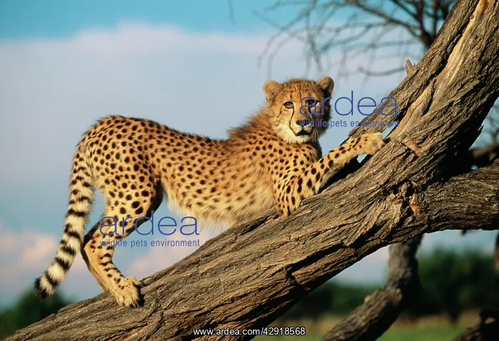 : CHEETAH - young stretches on tree trunk : CHEETAH - young stretches on tree trunk
