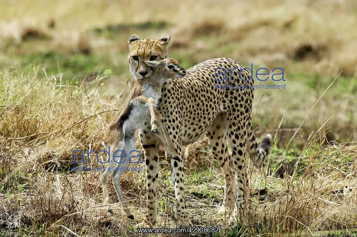 : Cheetah - With young ThomsonIs Gazelle in mouth : Cheetah - With young ThomsonIs Gazelle in mouth