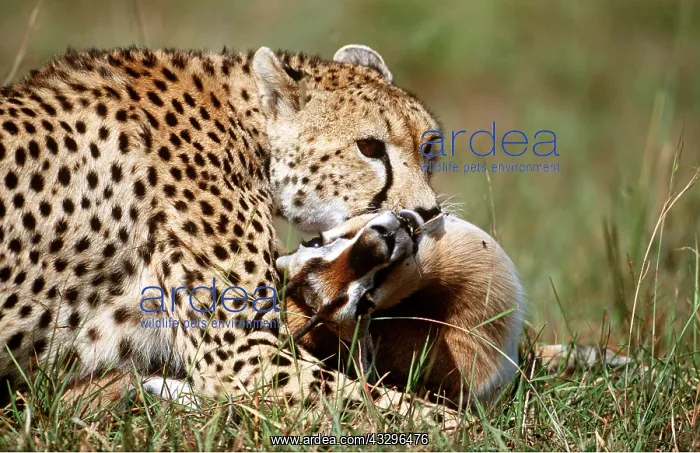  : CHEETAH - with young Thomson's gazelle as prey in mouth
