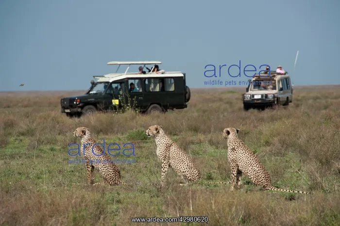 : Cheetahs - 3 sitting down with tourists watching : Cheetahs - 3 sitting down with tourists watching