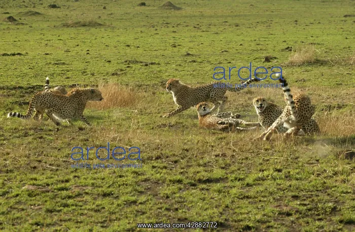 : Cheetahs (Acinonyx jubatus). Transmara, Maasai Mara, Kenya, Africa : Cheetahs (Acinonyx jubatus). Transmara, Maasai Mara, Kenya, Africa